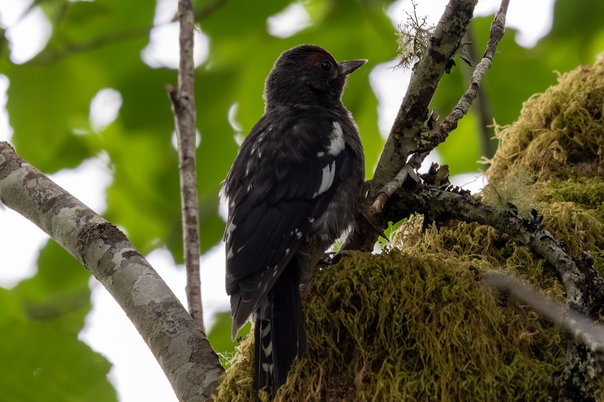 Red-breasted Sapsucker - ML620543841