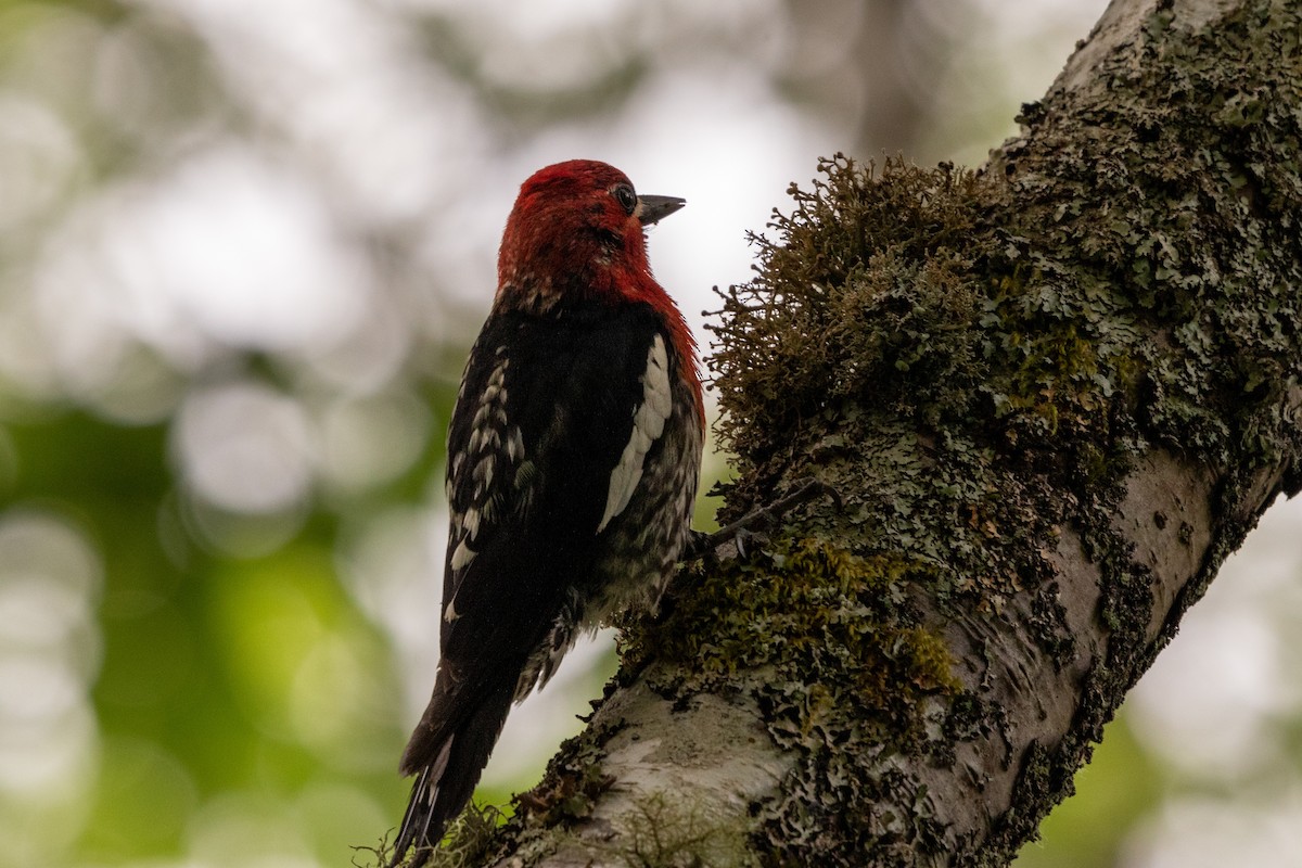 Red-breasted Sapsucker - ML620543844