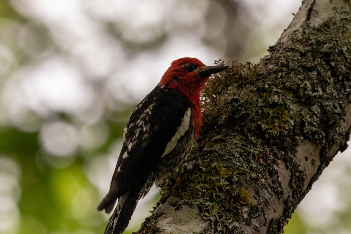 Red-breasted Sapsucker - Tristan Chapman