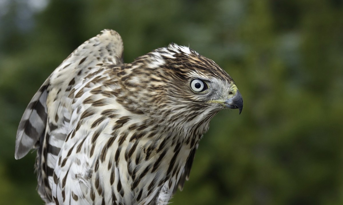 Cooper's Hawk - ML620543850