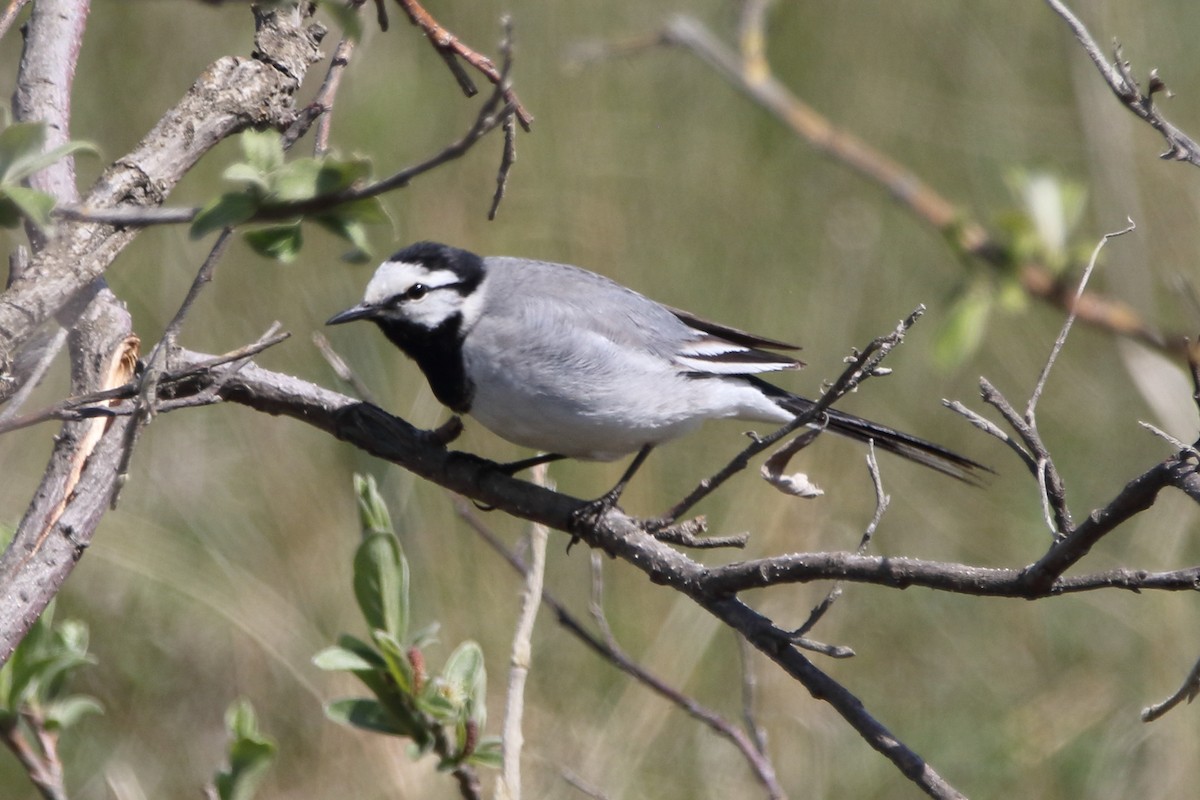 White Wagtail - ML620543858