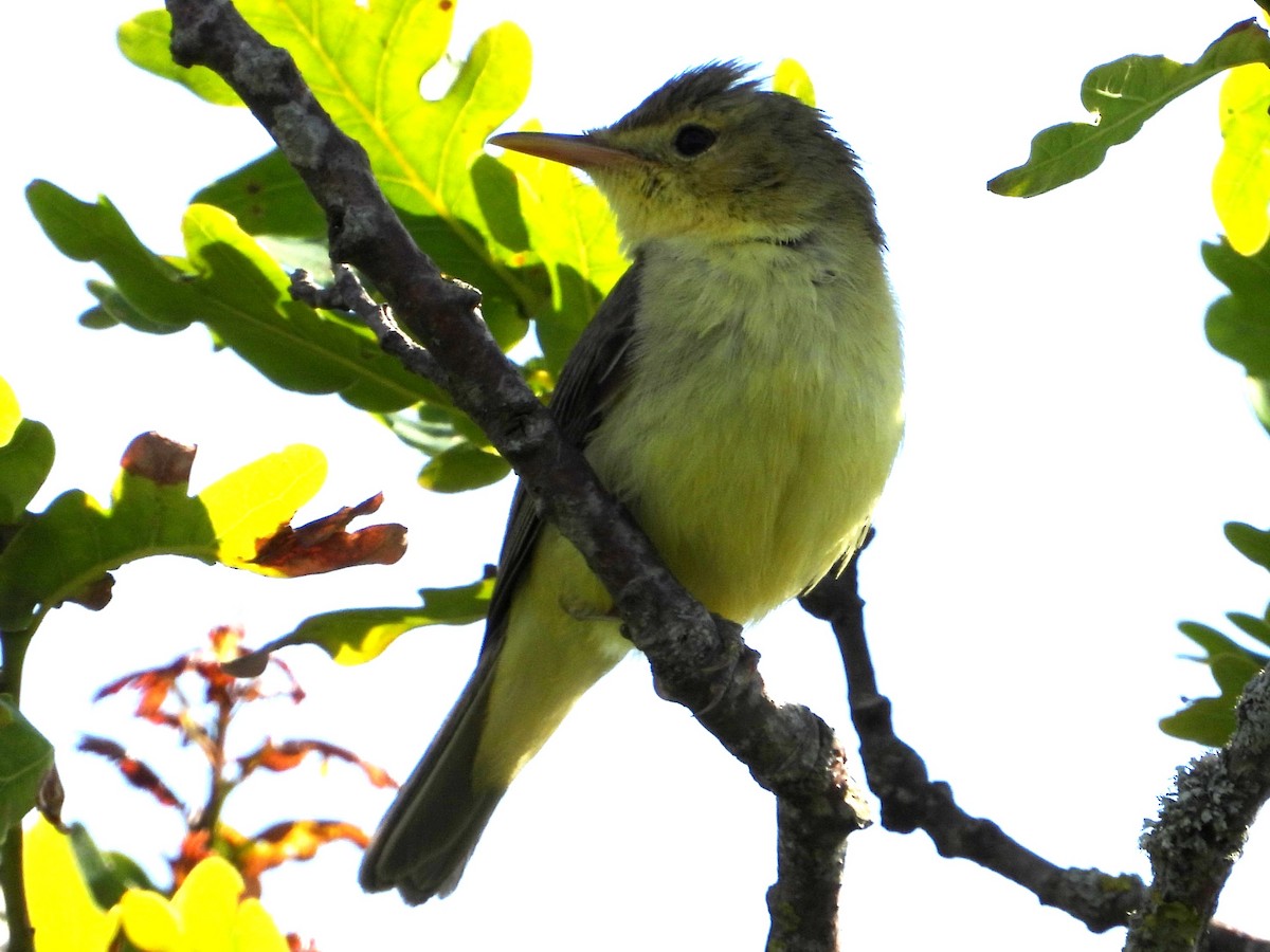 Melodious Warbler - ML620543864