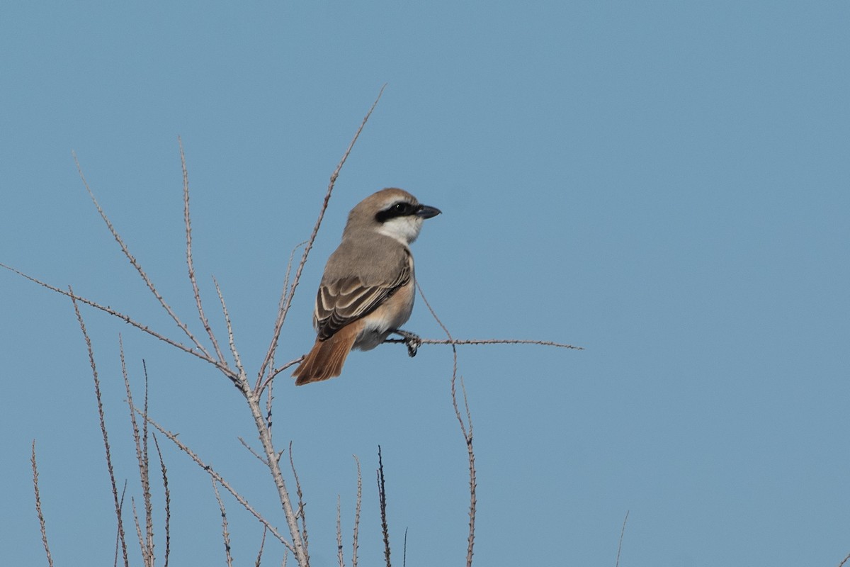 Red-tailed Shrike - Grigory Evtukh