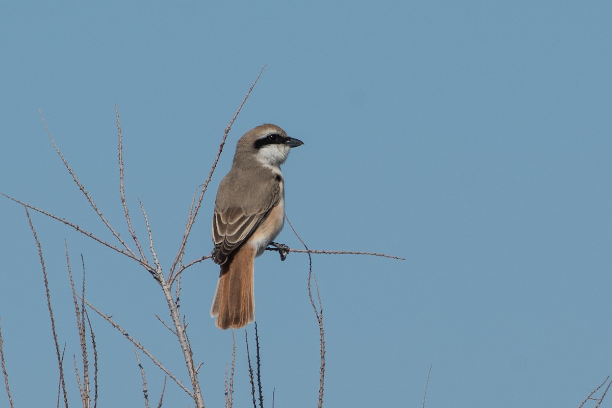 Red-tailed Shrike - ML620543868