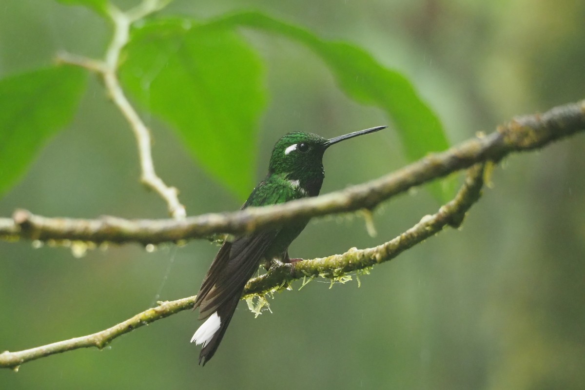 Purple-bibbed Whitetip - ML620543878