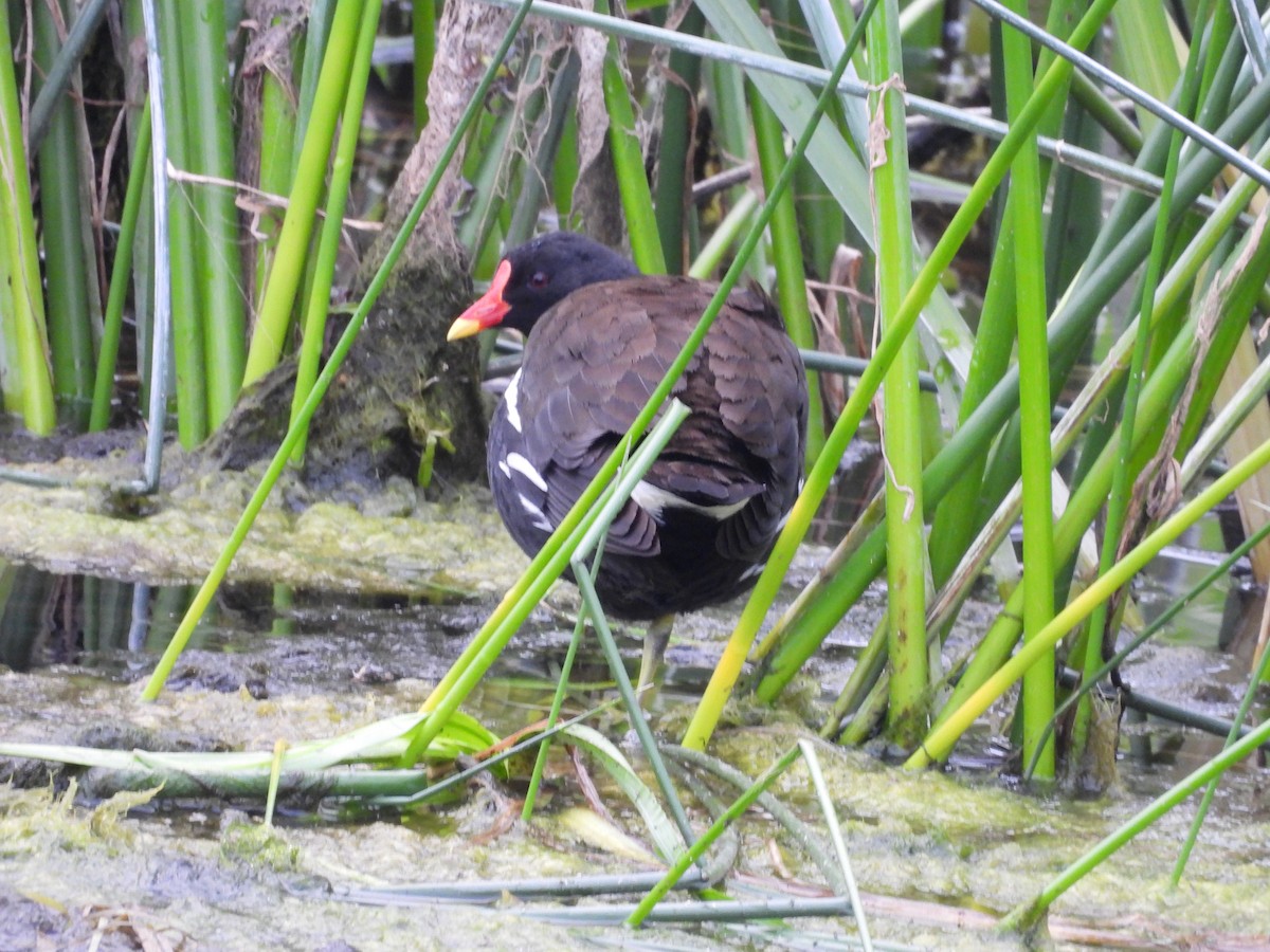 Gallinule poule-d'eau - ML620543880