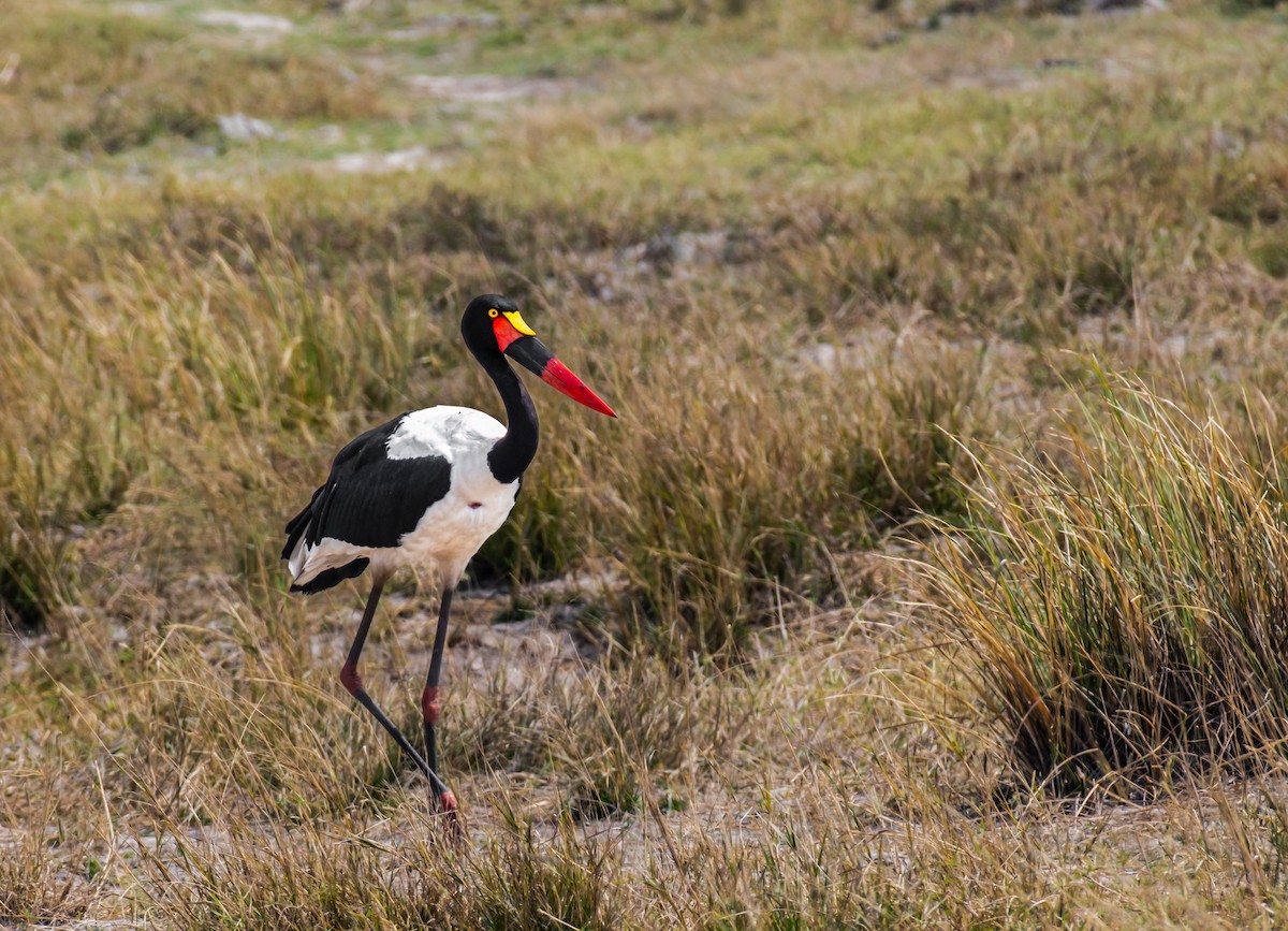 Saddle-billed Stork - ML620543882