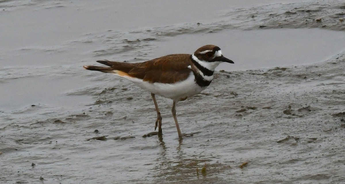 Killdeer - ML620543884