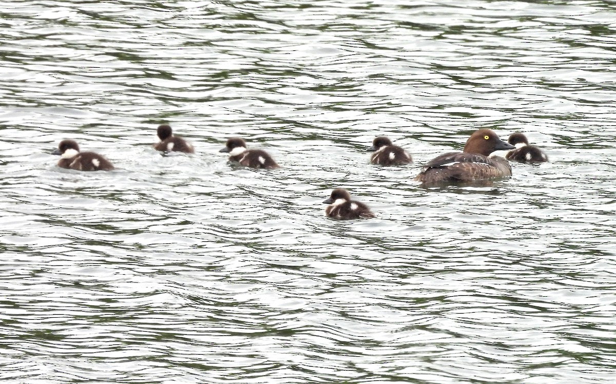 Common Goldeneye - ML620543885