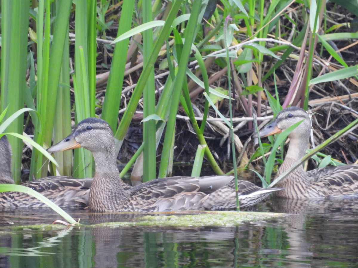 Canard colvert - ML620543887