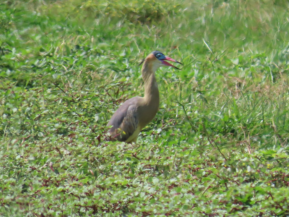 Garza Chiflona - ML620543900