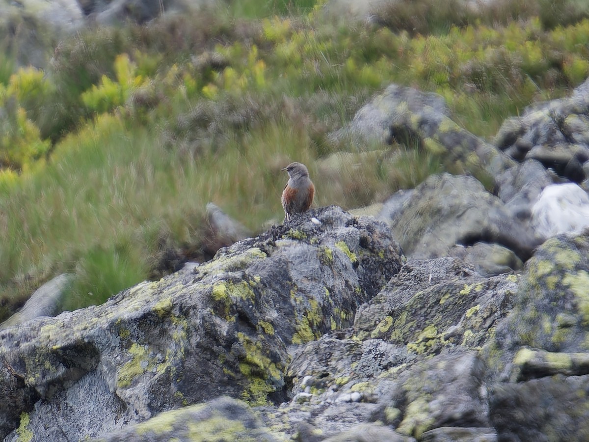 Alpine Accentor - ML620543902