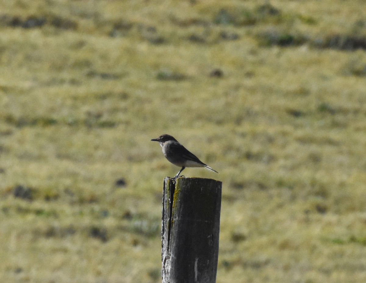 Black-billed Shrike-Tyrant - ML620543903