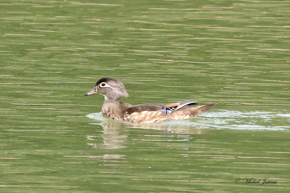 Wood Duck - ML620543907