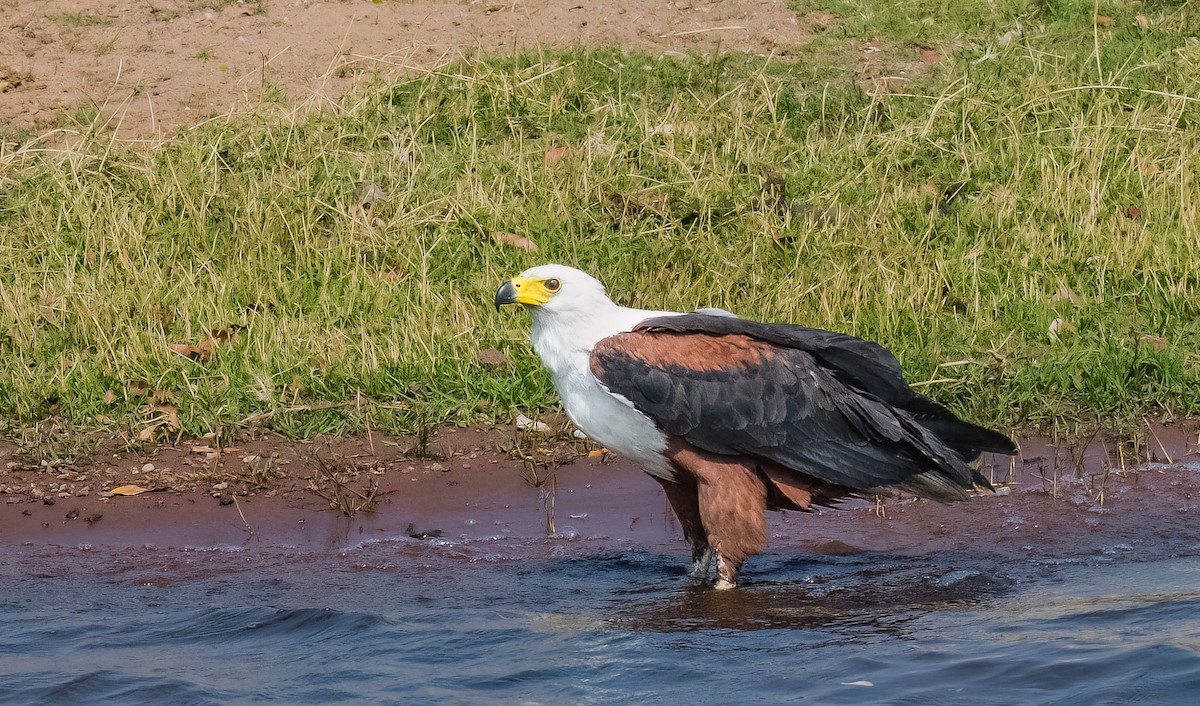 African Fish-Eagle - ML620543912