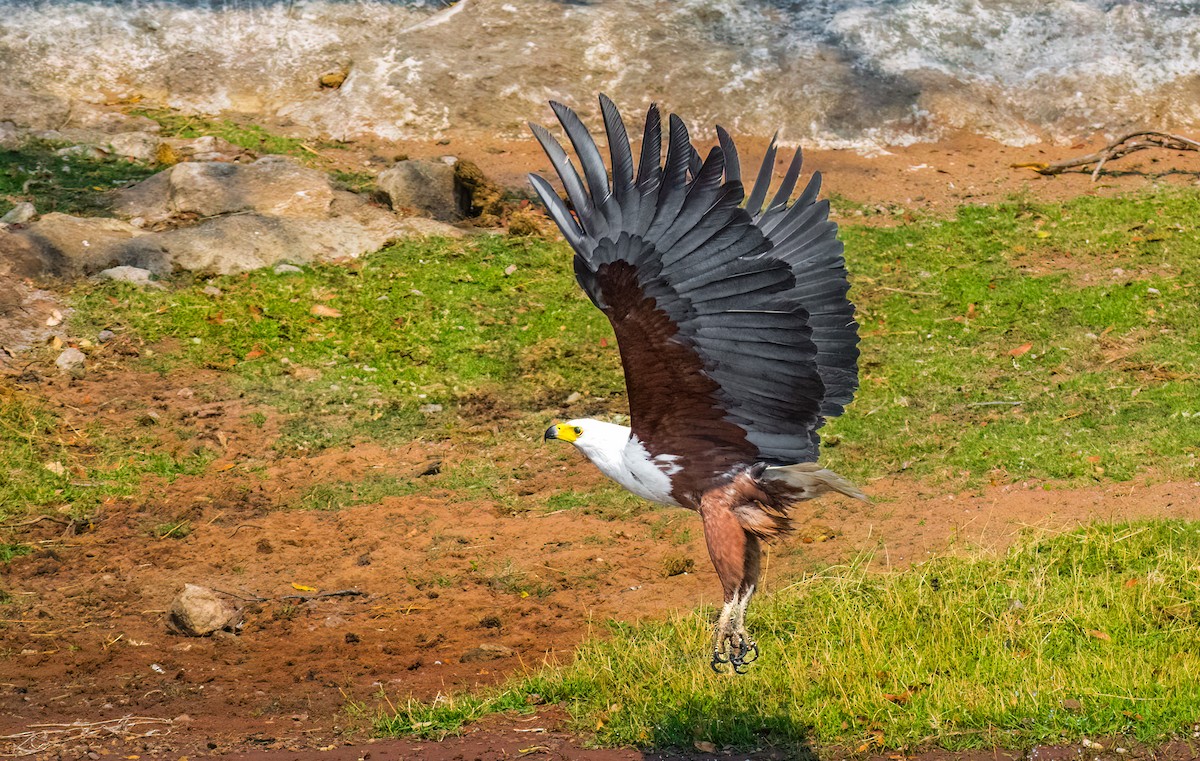 African Fish-Eagle - ML620543913