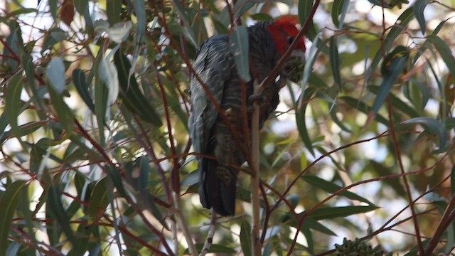 Gang-gang Cockatoo - ML620543915