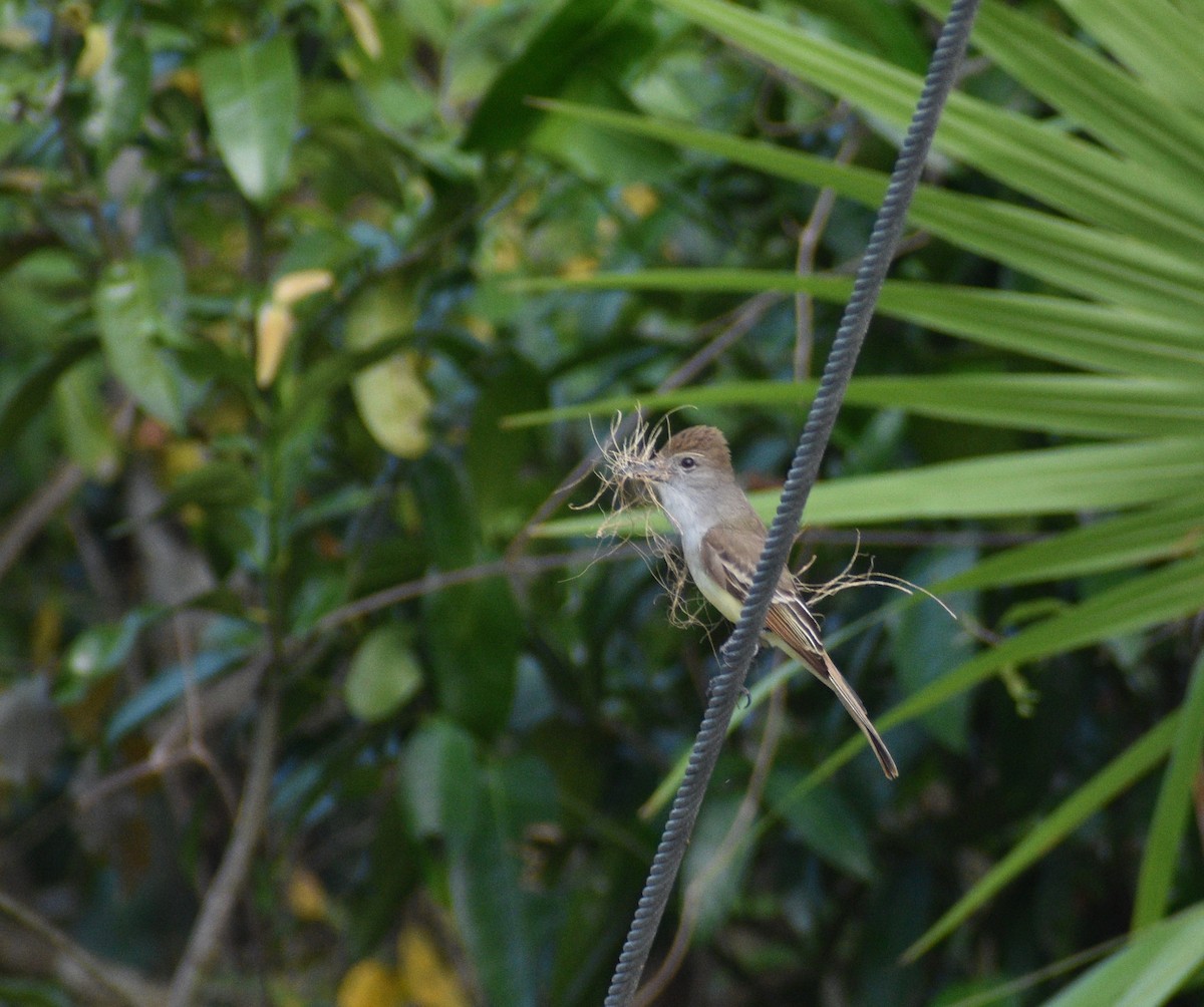 Dusky-capped Flycatcher - ML620543919