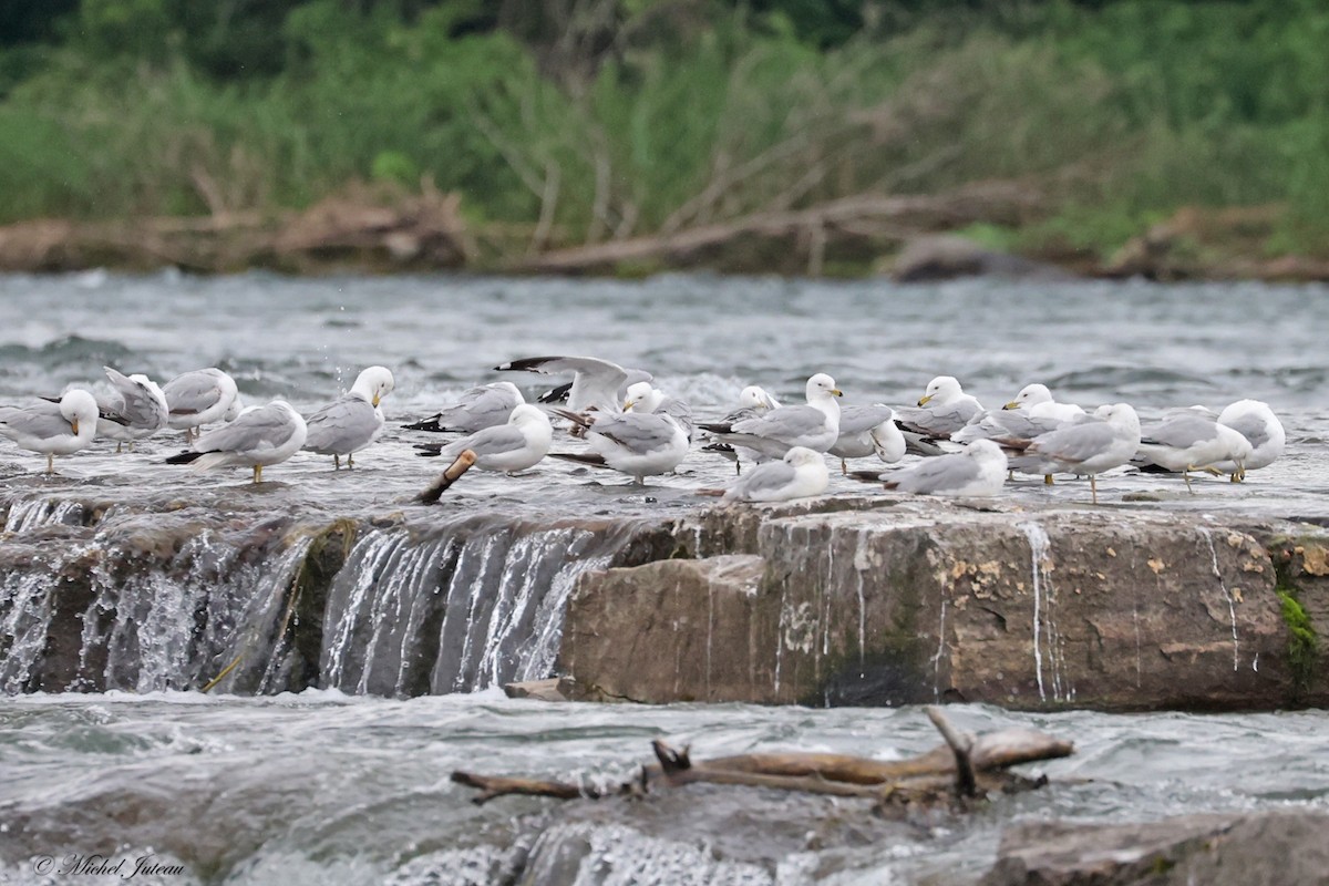 Ring-billed Gull - ML620543925