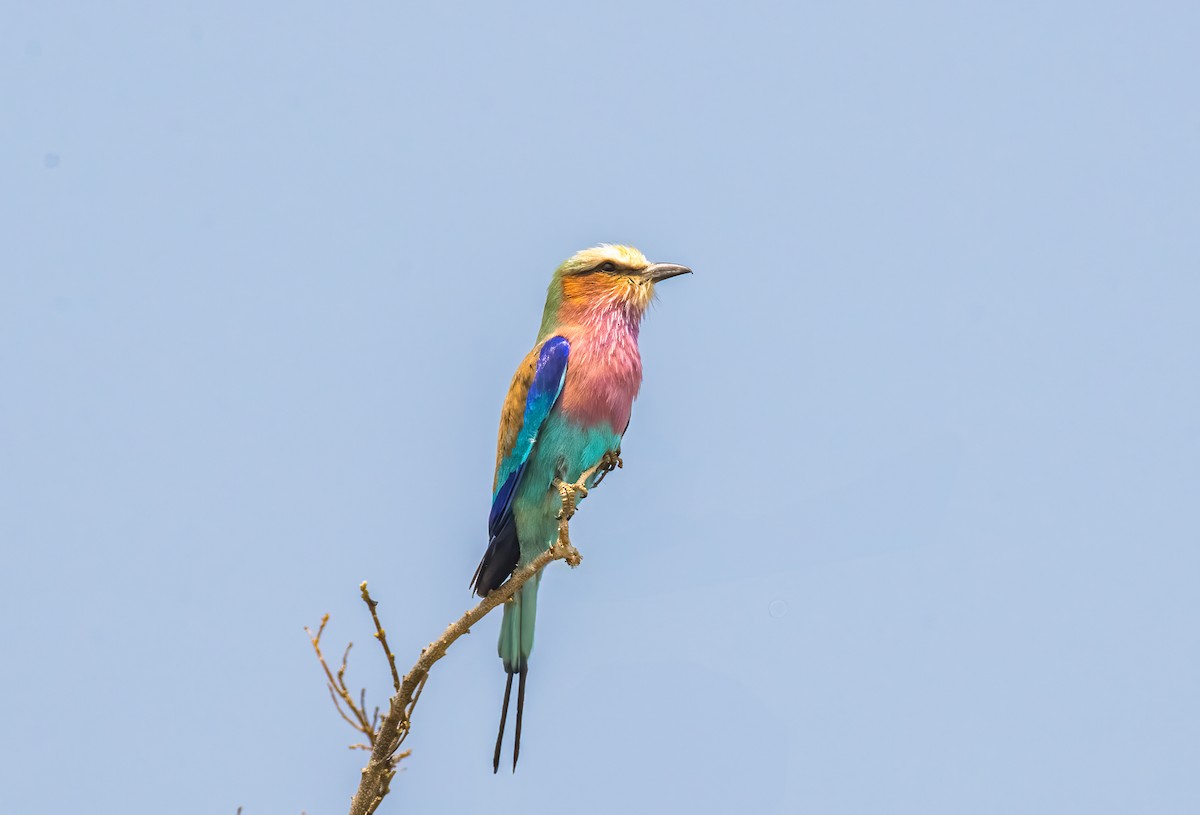 Lilac-breasted Roller - ML620543927