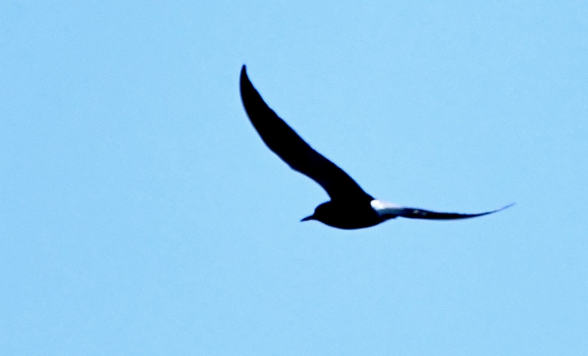 Black Tern - mark perry