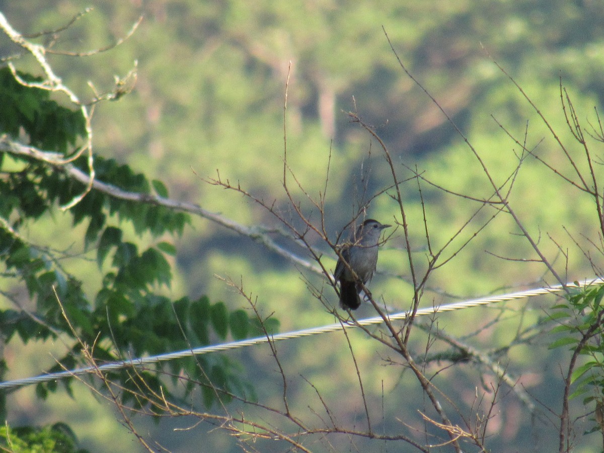 Gray Catbird - ML620543930