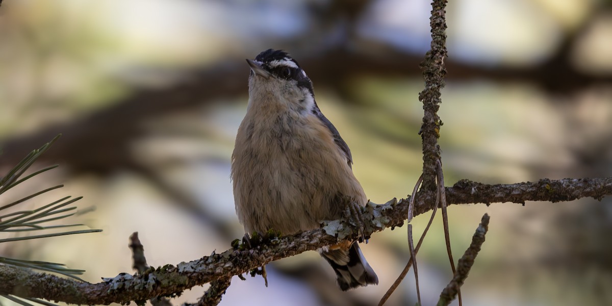 Red-breasted Nuthatch - ML620543932