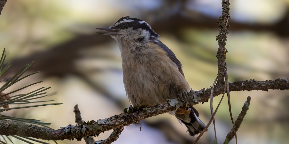 Red-breasted Nuthatch - ML620543933