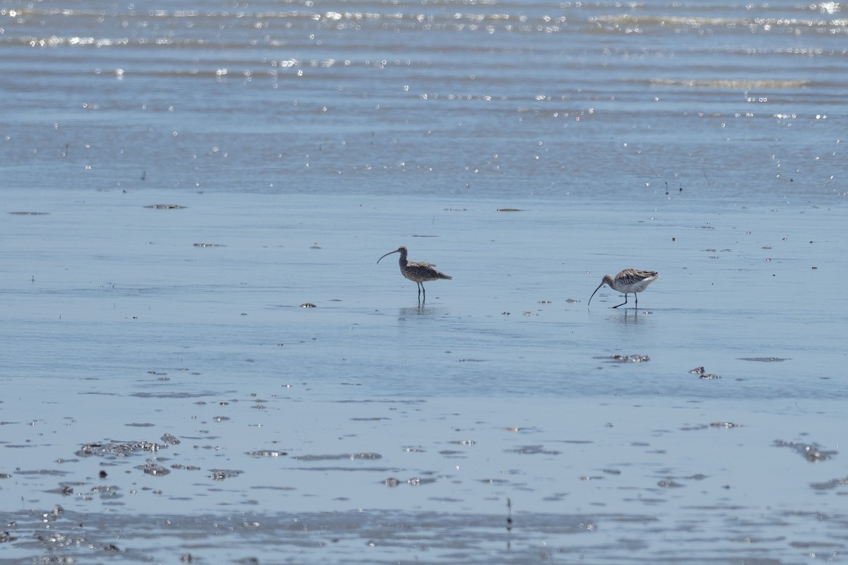 Far Eastern Curlew - ML620543940