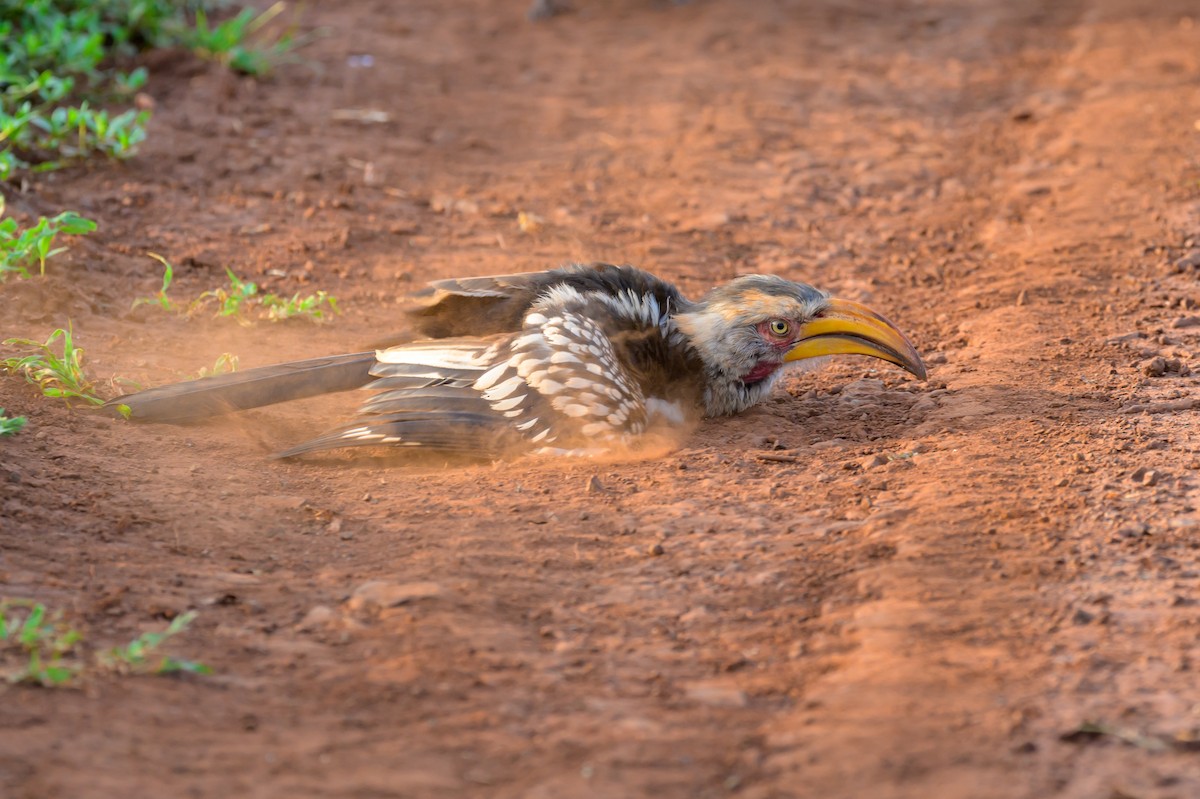 Southern Yellow-billed Hornbill - ML620543943