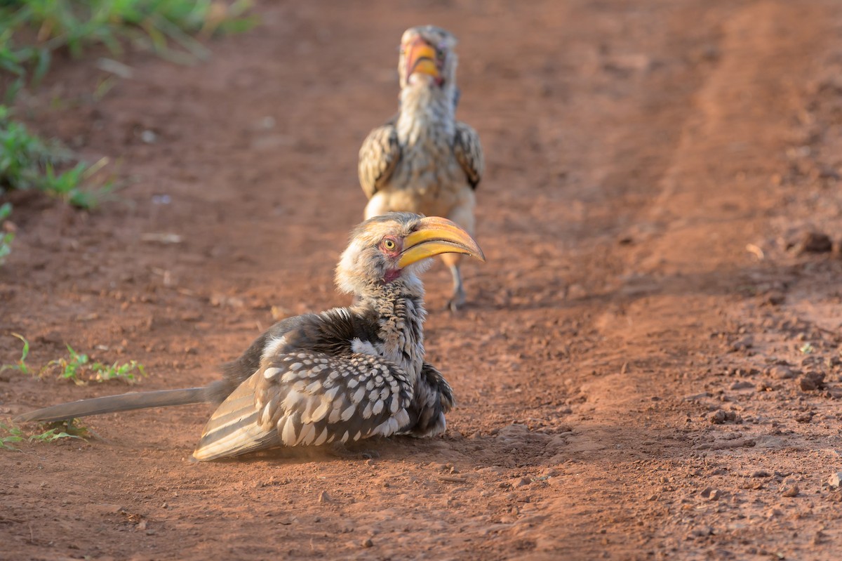 Southern Yellow-billed Hornbill - ML620543944