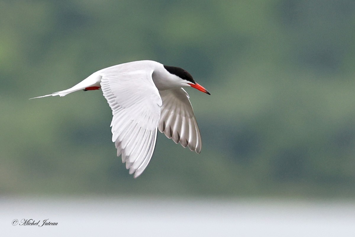 Common Tern - ML620543951