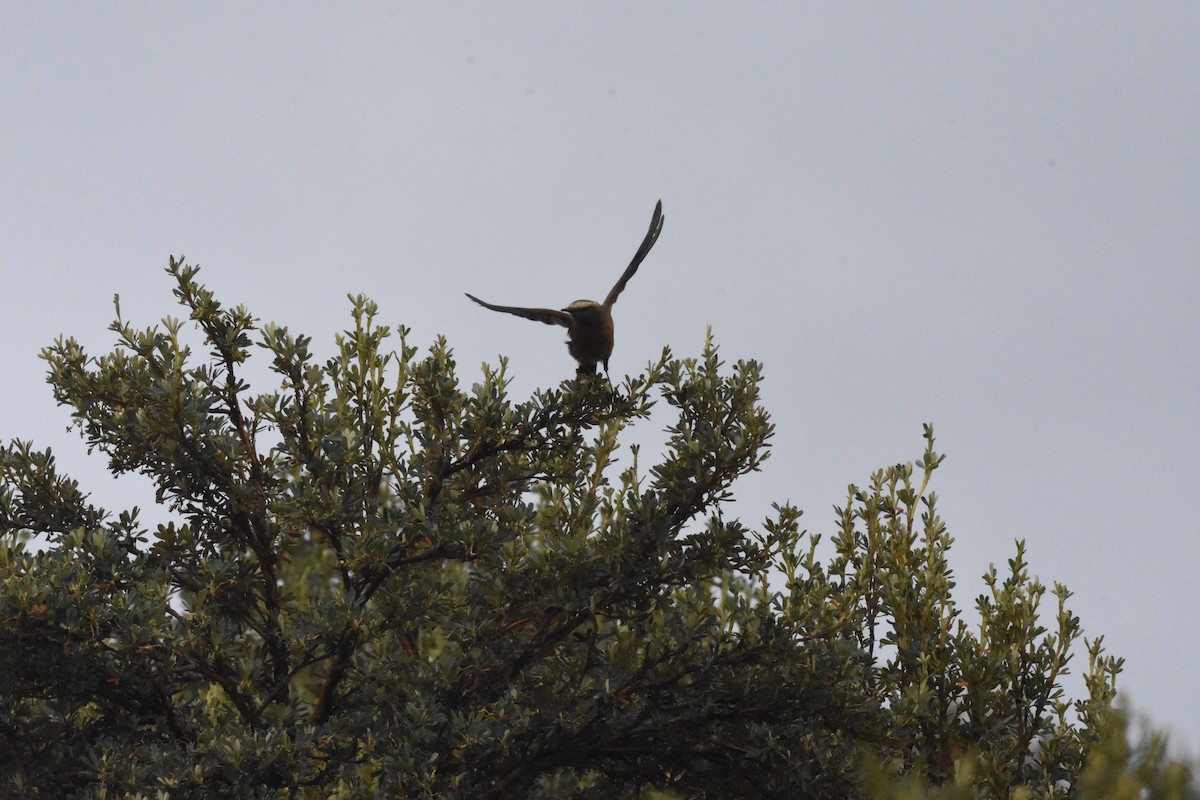 Brown-backed Chat-Tyrant - ML620543958