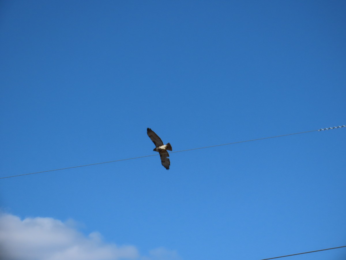 Broad-winged Hawk - ML620543959