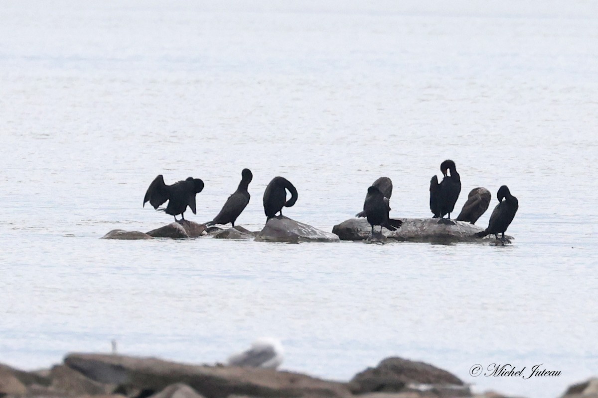 Double-crested Cormorant - ML620543963