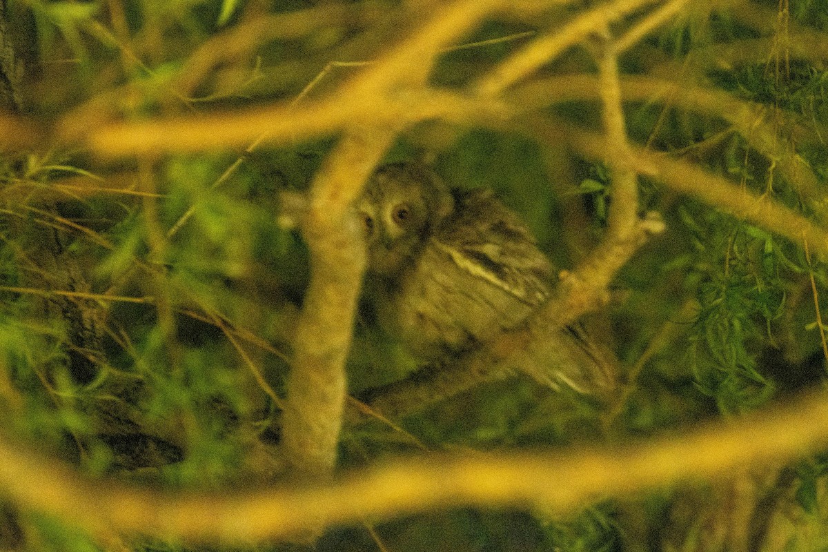 Pallid Scops-Owl - ML620543966