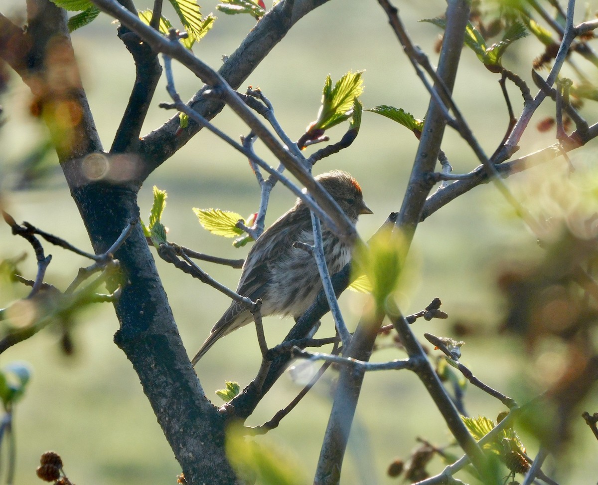 Common Redpoll - ML620543968