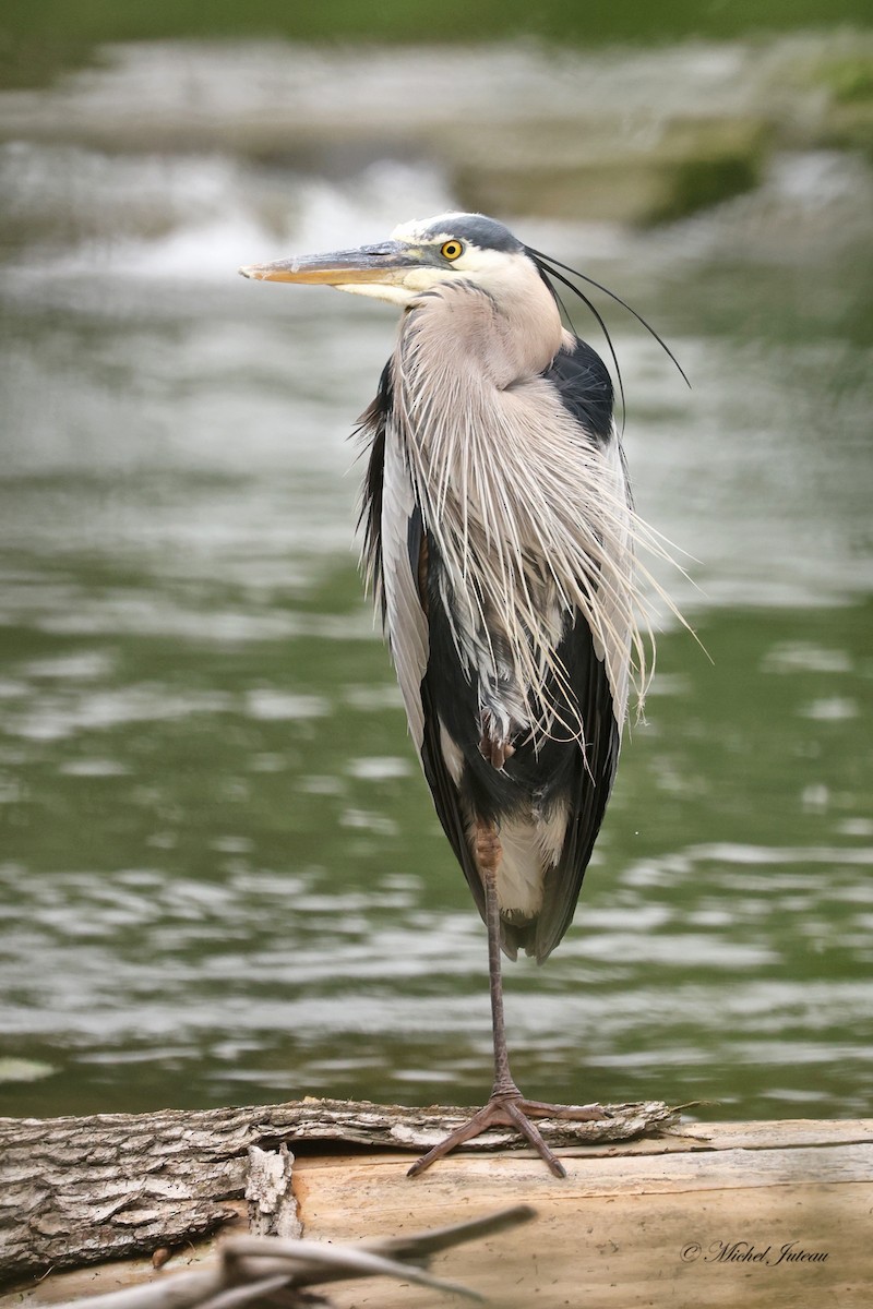 Great Blue Heron - ML620543970