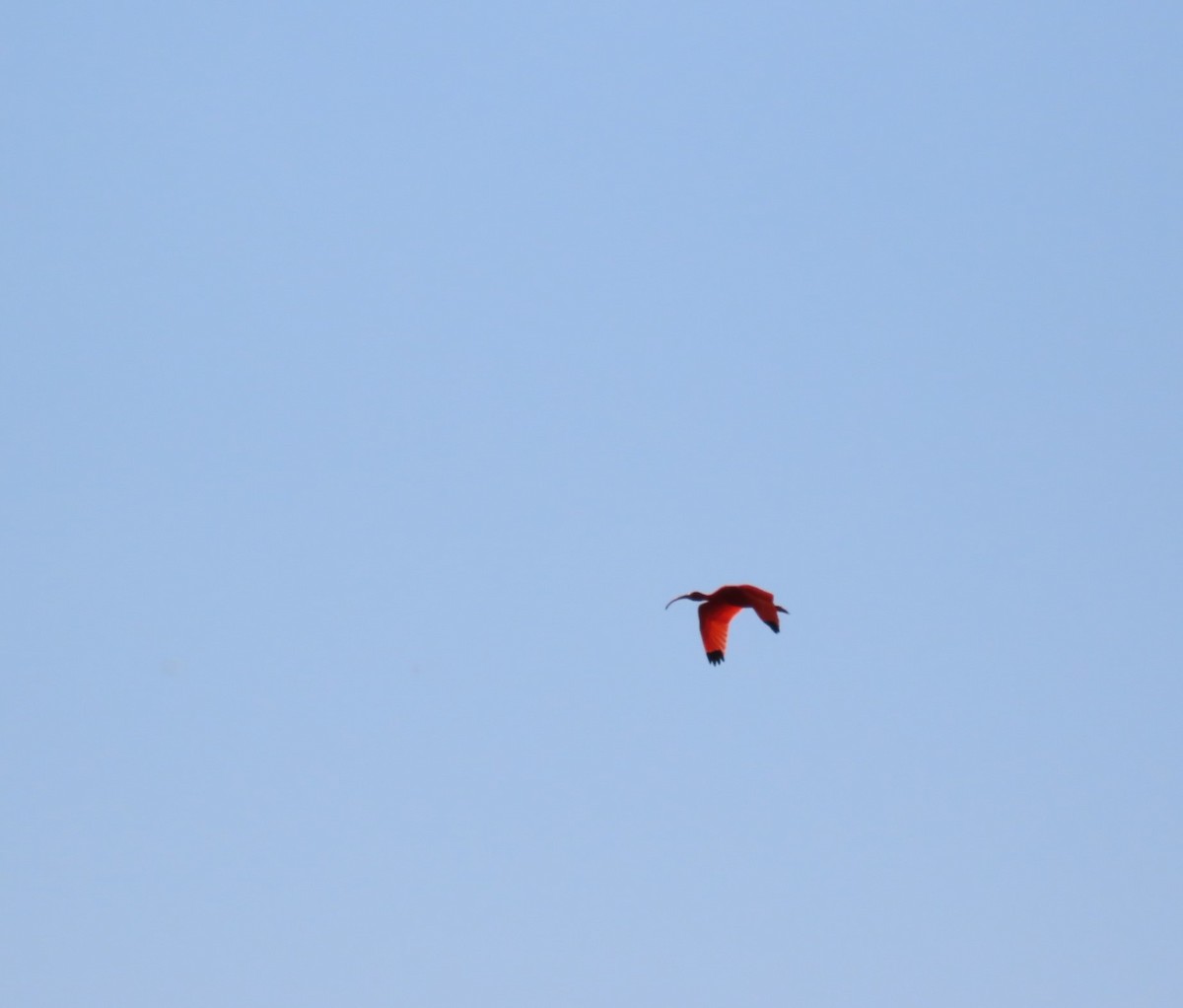 Scarlet Ibis - ML620543971