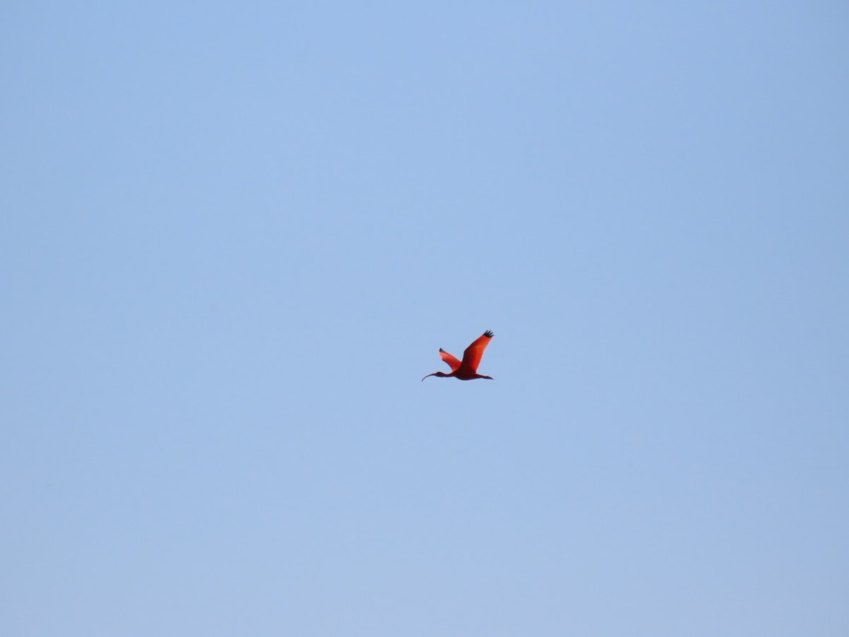 Scarlet Ibis - ML620543972