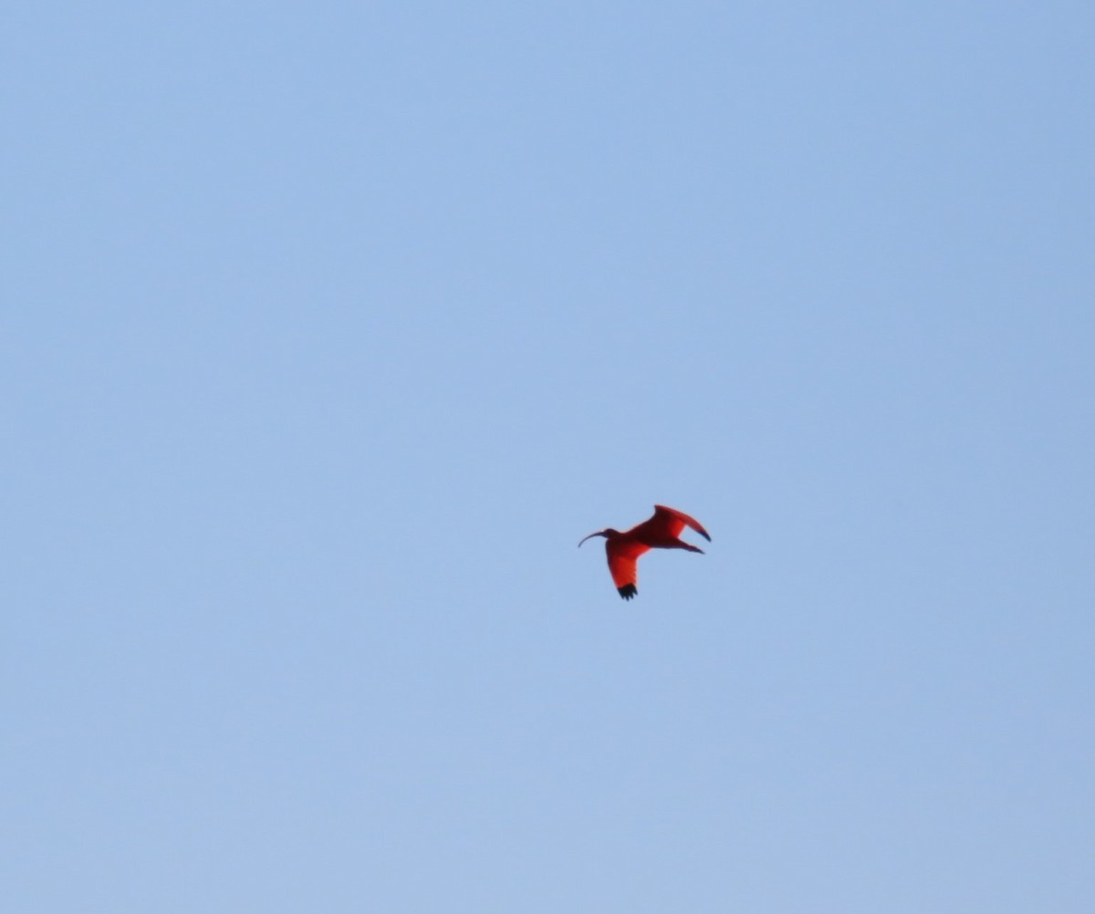 Scarlet Ibis - ML620543974