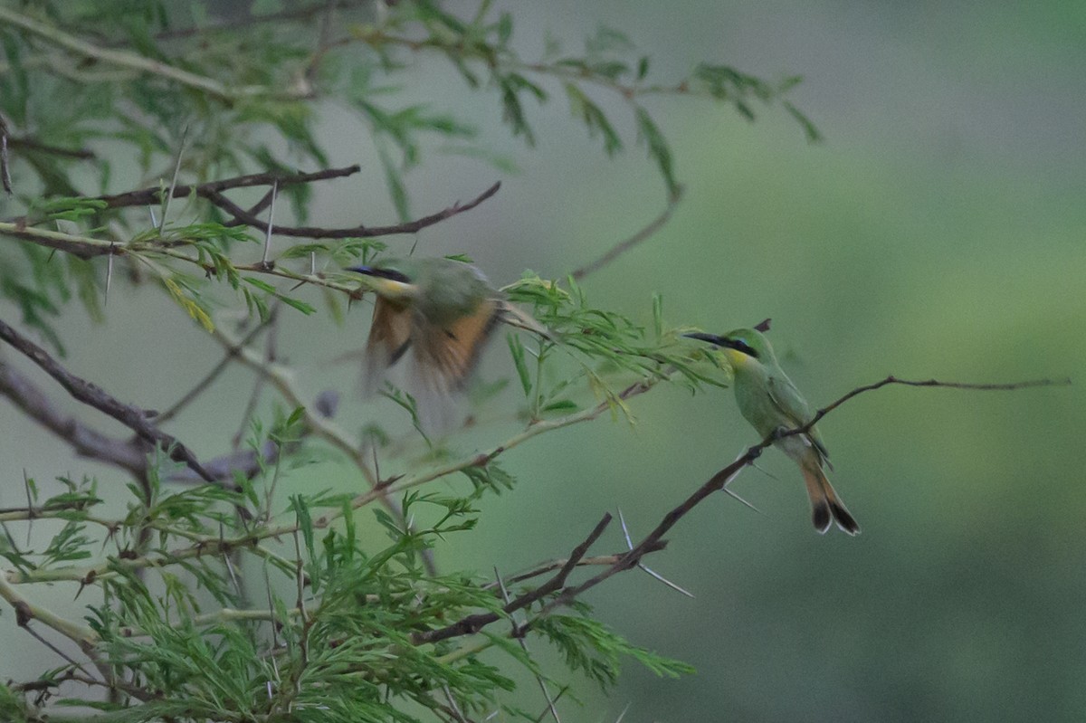 Little Bee-eater - ML620543979