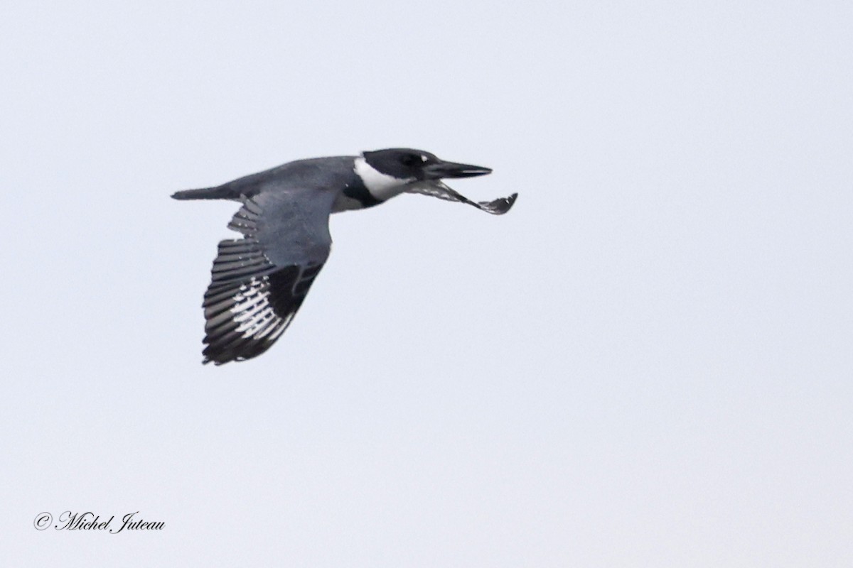 Belted Kingfisher - ML620543983