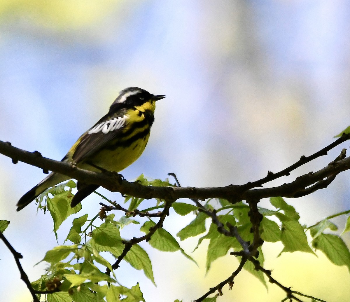 Magnolia Warbler - mark perry