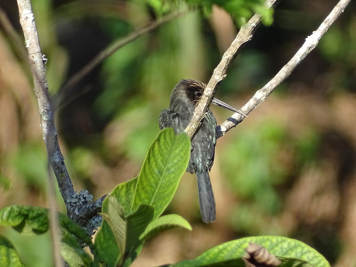 Jacamar tridactyle - ML620543996