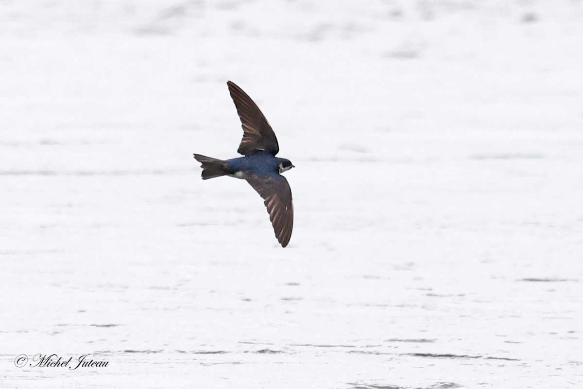 Golondrina Bicolor - ML620544001