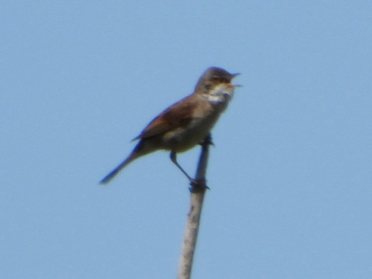 Greater Whitethroat - ML620544002