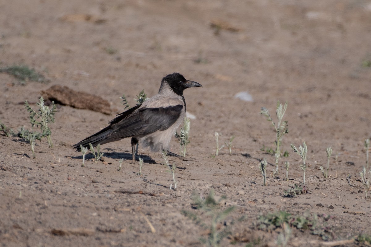 Hooded Crow - ML620544003