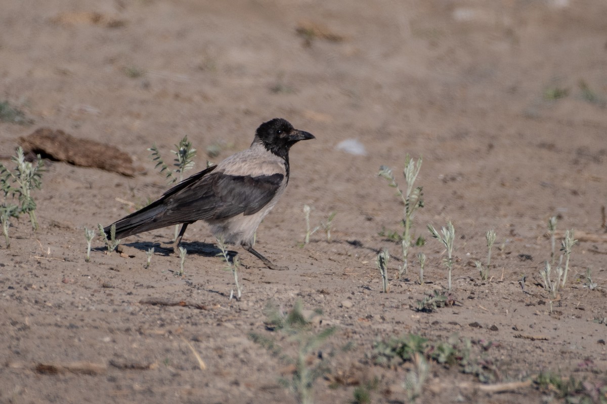 Hooded Crow - ML620544004