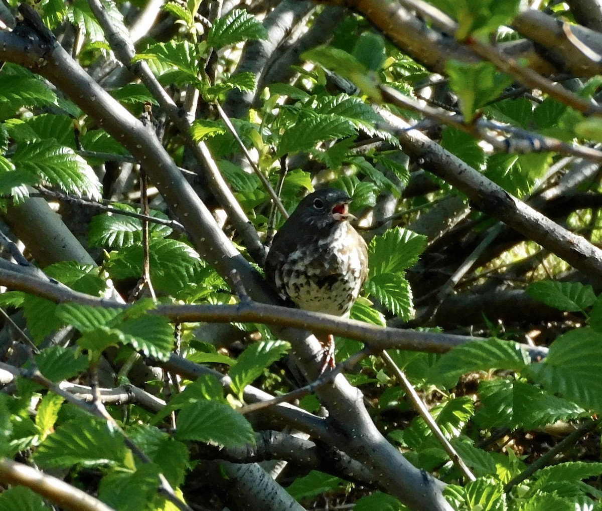 Fox Sparrow - ML620544005